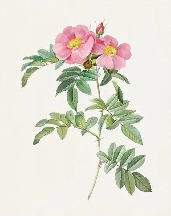 Framed Print : Antique Rose illustration. Shining Rose Framed Print : Antique Rose illustration. Shining Rose
