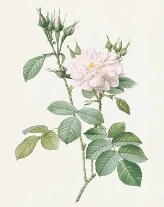 Framed Print : Antique Rose illustration. White Autumn Damask Rose Framed Print : Antique Rose illustration. White Autumn Damask Rose