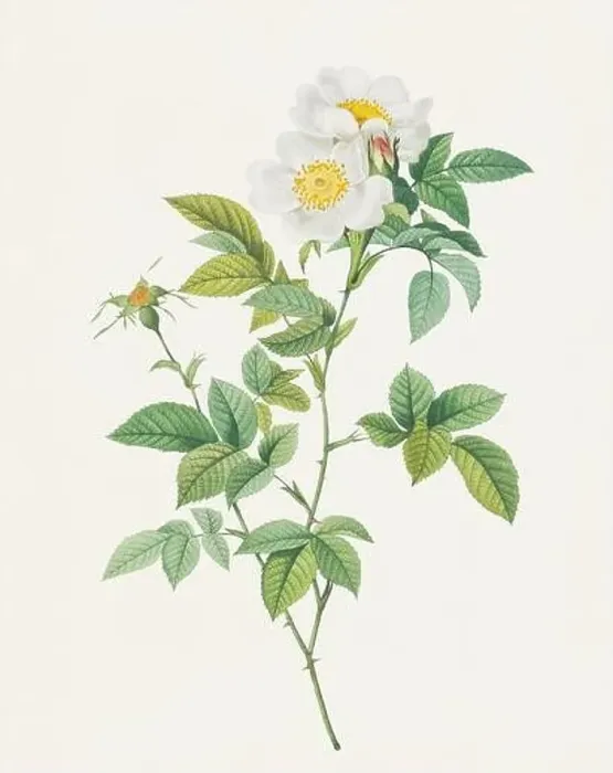 Framed Print : Antique Rose illustration. White wild Rose Framed Print : Antique Rose illustration. White wild Rose