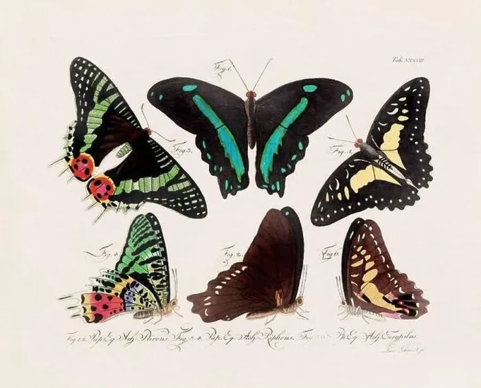 Framed Print : Antique scientific butterfly illustration from around 1800 Framed Print : Antique scientific butterfly illustration from around 1800