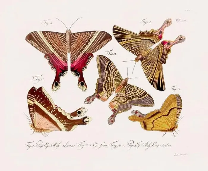 Framed Print : Antique scientific butterfly illustration from around 1800 Framed Print : Antique scientific butterfly illustration from around 1800