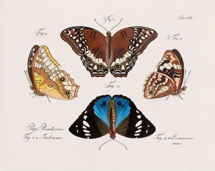 Framed Print : Antique scientific butterfly illustration from around 1800 Framed Print : Antique scientific butterfly illustration from around 1800