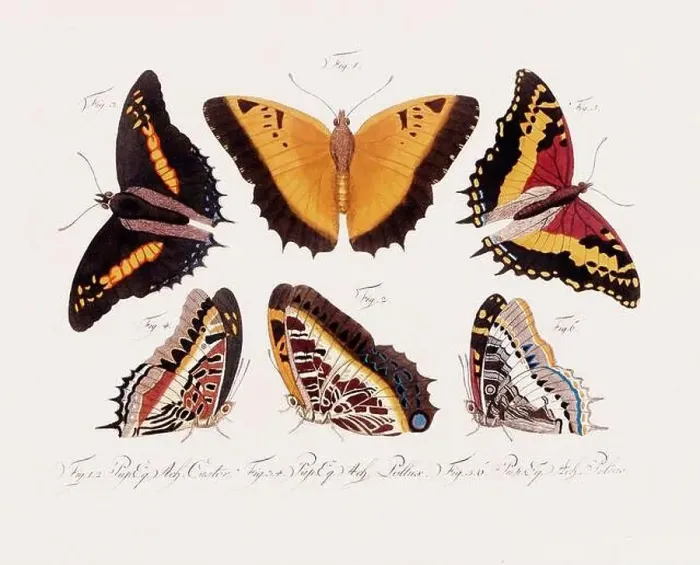 Framed Print : Antique scientific butterfly illustration from around 1800 Framed Print : Antique scientific butterfly illustration from around 1800