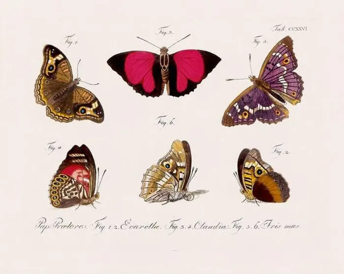 Framed Print : Antique scientific butterfly illustration from around 1800 Framed Print : Antique scientific butterfly illustration from around 1800