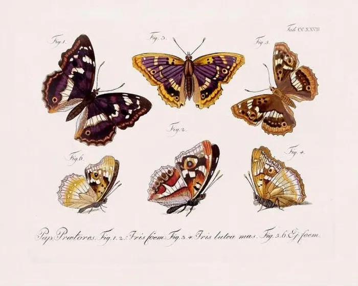 Framed Print : Antique scientific butterfly illustration from around 1800 Framed Print : Antique scientific butterfly illustration from around 1800