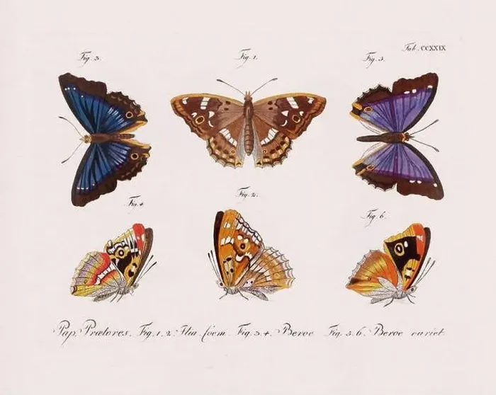 Framed Print : Antique scientific butterfly illustration from around 1800 Framed Print : Antique scientific butterfly illustration from around 1800