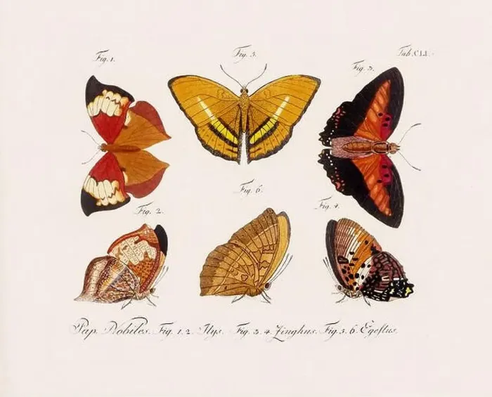 Framed Print : Antique scientific butterfly illustration from around 1800 Framed Print : Antique scientific butterfly illustration from around 1800