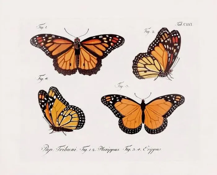 Framed Print : Antique scientific butterfly illustration from around 1800 Framed Print : Antique scientific butterfly illustration from around 1800