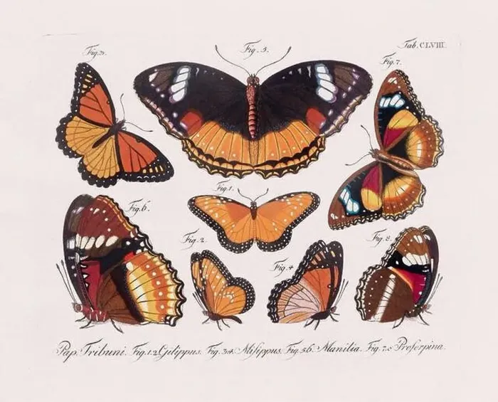 Framed Print : Antique scientific butterfly illustration from around 1800