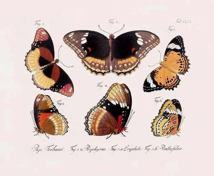 Framed Print : Antique scientific butterfly illustration from around 1800 Framed Print : Antique scientific butterfly illustration from around 1800