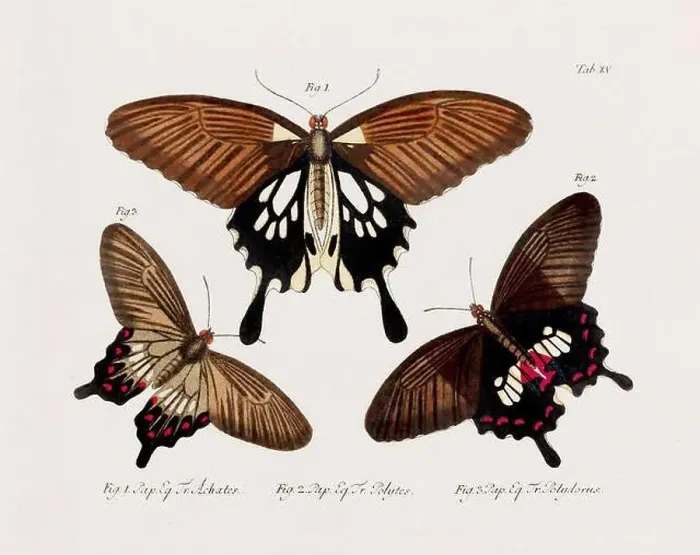 Framed Print : Antique scientific butterfly illustration from around 1800 Framed Print : Antique scientific butterfly illustration from around 1800