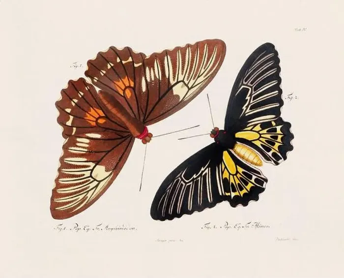 Framed Print : Antique scientific butterfly illustration from around 1800 Framed Print : Antique scientific butterfly illustration from around 1800