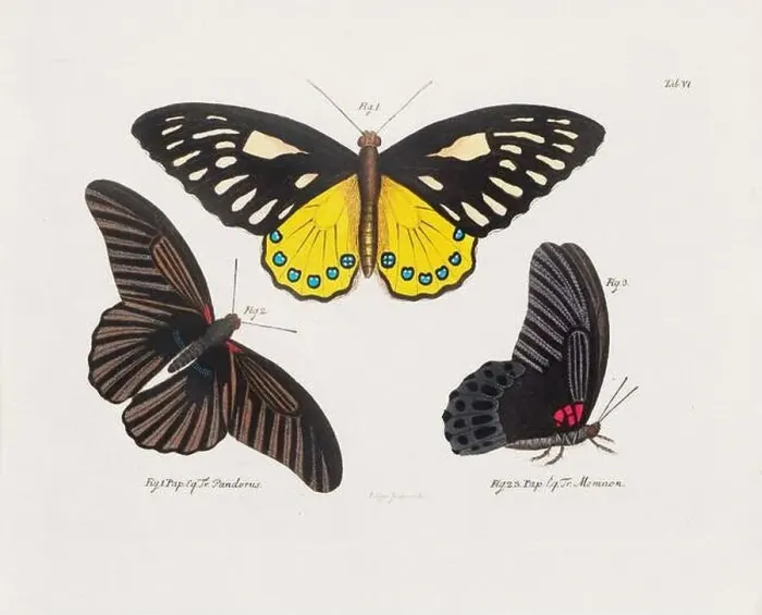 Framed Print : Antique scientific butterfly illustration from around 1800 Framed Print : Antique scientific butterfly illustration from around 1800