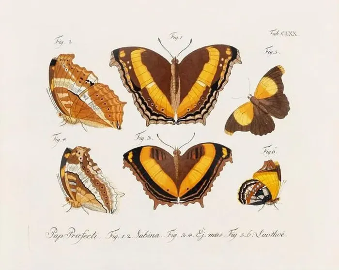 Framed Print : Antique scientific butterfly illustration from around 1800 Framed Print : Antique scientific butterfly illustration from around 1800