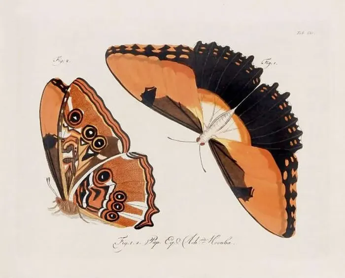 Framed Print : Antique scientific butterfly illustration from around 1800 Framed Print : Antique scientific butterfly illustration from around 1800
