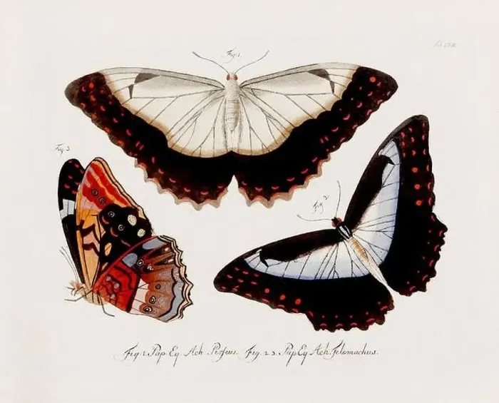 Framed Print : Antique scientific butterfly illustration from around 1800 Framed Print : Antique scientific butterfly illustration from around 1800