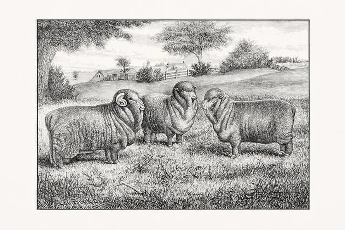 Framed Print : Antique sheep illustration from an 1887 livestock book Framed Print : Antique sheep illustration from an 1887 livestock book