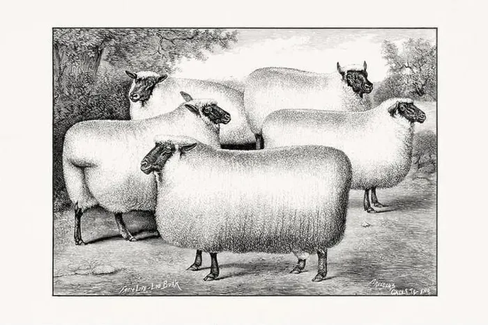 Framed Print : Antique sheep illustration from an 1887 livestock book Framed Print : Antique sheep illustration from an 1887 livestock book