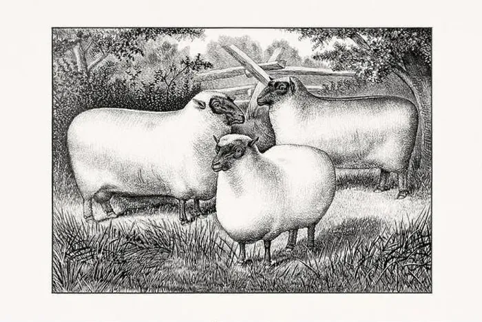 Framed Print : Antique sheep illustration from an 1887 livestock book
