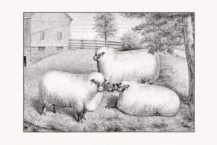 Framed Print : Antique sheep illustration from an 1887 livestock book Framed Print : Antique sheep illustration from an 1887 livestock book