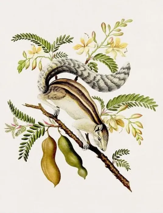 Framed Print : Antique Squirrel illustration. Antique natural history book illustration Framed Print : Antique Squirrel illustration. Antique natural history book illustration