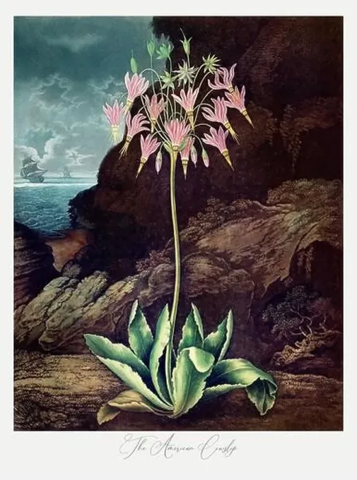 Framed Print : Antique Victorian Flower painting Framed Print : Antique Victorian Flower painting
