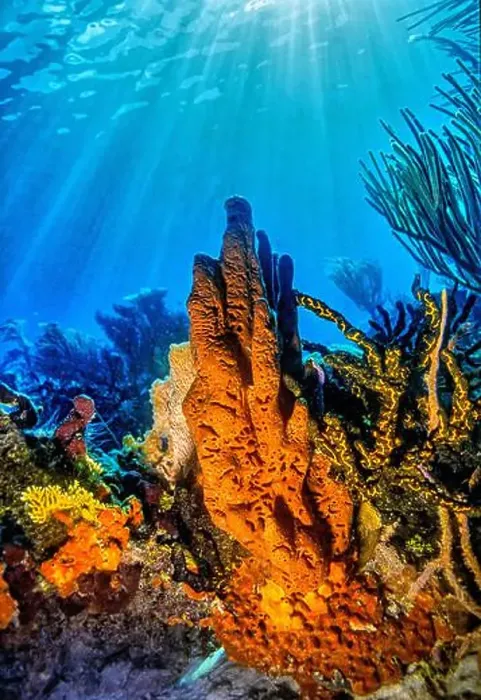 Framed Print : Aplysina fistularis, also known as the yellow tube sponge is a species of sea sponge in the order Verongiida Framed Print : Aplysina fistularis, also known as the yellow tube sponge is a species of sea sponge in the order Verongiida