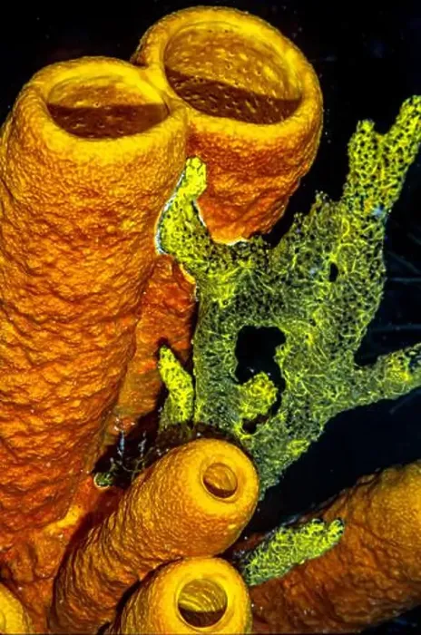 Framed Print : Aplysina fistularis, also known as the yellow tube sponge is a species of sea sponge in the order Verongiida Framed Print : Aplysina fistularis, also known as the yellow tube sponge is a species of sea sponge in the order Verongiida
