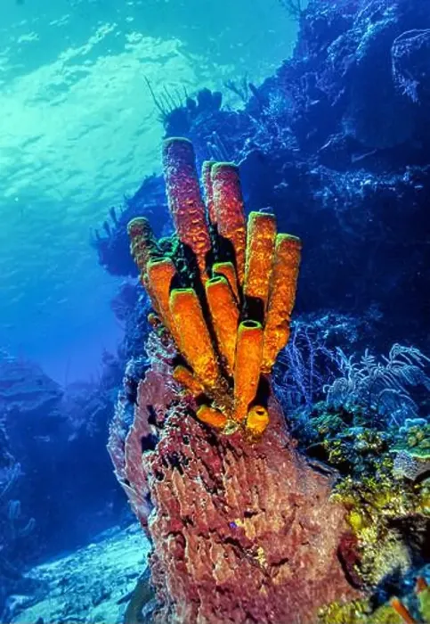 Framed Print : Aplysina fistularis, also known as the yellow tube sponge is a species of sea sponge in the order Verongiida Framed Print : Aplysina fistularis, also known as the yellow tube sponge is a species of sea sponge in the order Verongiida