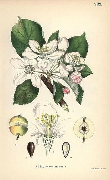 Apple, Pyrus malus, with blossom, fruit, seed and branch. Chromolithograph from Carl Lindman's 'Bilder ur Nordens Flora' (Pictures of Northern Flora)