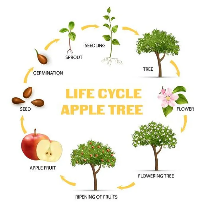 Framed Print : Apple tree life cycle infographic set realistic vector illustration Framed Print : Apple tree life cycle infographic set realistic vector illustration