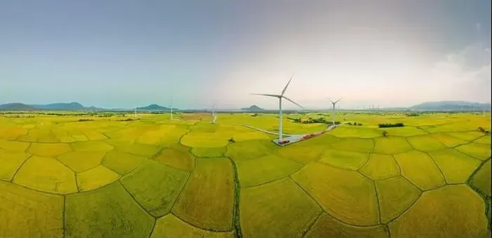 Framed Print : April 8, 2023: rice fields in Phan Rang city are in the harvest season next to wind power poles Framed Print : April 8, 2023: rice fields in Phan Rang city are in the harvest season next to wind power poles