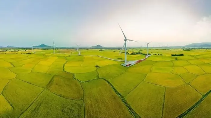 Framed Print : April 8, 2023: rice fields in Phan Rang city are in the harvest season next to wind power poles Framed Print : April 8, 2023: rice fields in Phan Rang city are in the harvest season next to wind power poles
