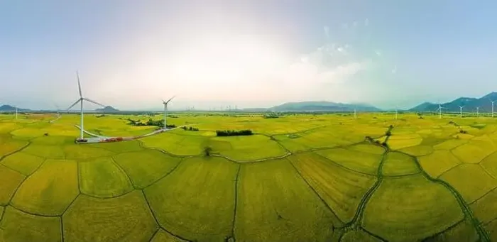Framed Print : April 8, 2023: rice fields in Phan Rang city are in the harvest season next to wind power poles Framed Print : April 8, 2023: rice fields in Phan Rang city are in the harvest season next to wind power poles