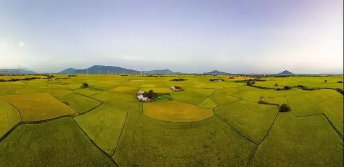 Framed Print : April 8, 2023: rice fields in Phan Rang city are in the harvest season next to wind power poles Framed Print : April 8, 2023: rice fields in Phan Rang city are in the harvest season next to wind power poles