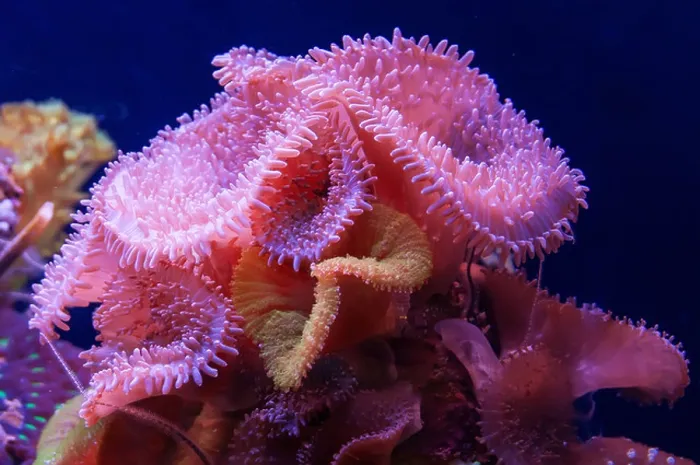 Framed Print : Aquarium coral reef Framed Print : Aquarium coral reef