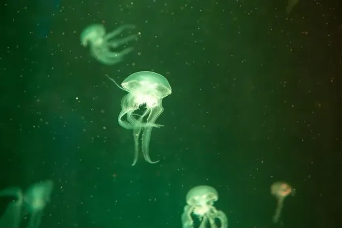 Framed Print : aquarium jellyfish in the tank Framed Print : aquarium jellyfish in the tank