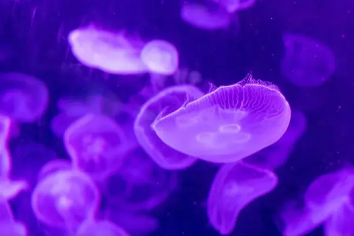 Framed Print : aquarium jellyfish in the tank Framed Print : aquarium jellyfish in the tank