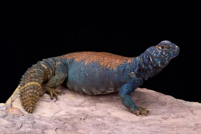 Framed Print : Arabian blue mastigure (Uromastyx ornata philbyi) Framed Print : Arabian blue mastigure (Uromastyx ornata philbyi)