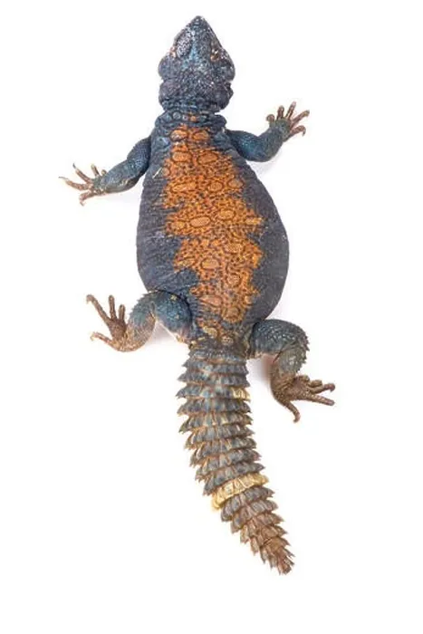 Framed Print : Arabian blue mastigure (Uromastyx ornata philbyi) Framed Print : Arabian blue mastigure (Uromastyx ornata philbyi)