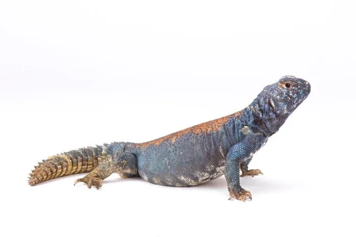Framed Print : Arabian blue mastigure (Uromastyx ornata philbyi), Yemen Framed Print : Arabian blue mastigure (Uromastyx ornata philbyi), Yemen