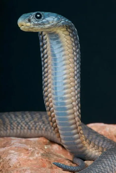 Framed Print : Arabian cobra / Naja arabica Framed Print : Arabian cobra / Naja arabica