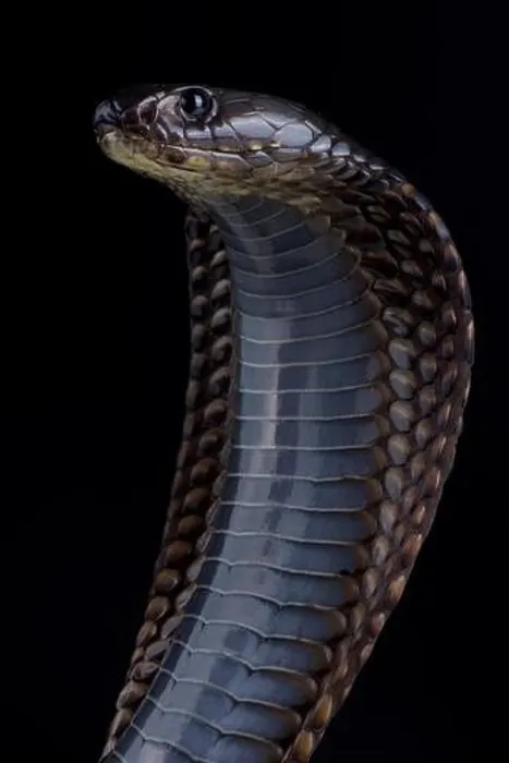 Framed Print : Arabian cobra (Naja arabica) Framed Print : Arabian cobra (Naja arabica)