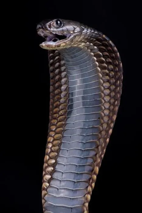 Framed Print : Arabian cobra (Naja arabica) Framed Print : Arabian cobra (Naja arabica)