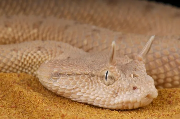 Framed Print : Arabian horned viper / Cerastes gasperettii Framed Print : Arabian horned viper / Cerastes gasperettii