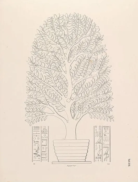 Framed Print : Arabian Incense Tree from the book The fleet of an Egyptian queen from the XVII Framed Print : Arabian Incense Tree from the book The fleet of an Egyptian queen from the XVII