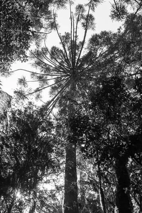 Framed Print : Araucaria moist forest with Araucaria angustifolia trees viewed from below Framed Print : Araucaria moist forest with Araucaria angustifolia trees viewed from below