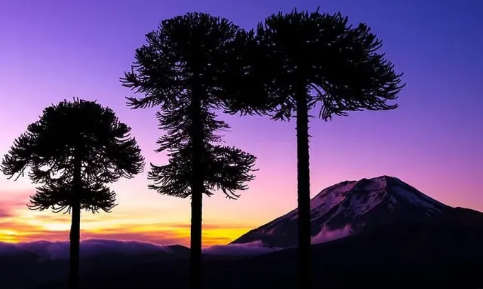 Framed Print : Araucarias and Lonquimay volcano, Chile Framed Print : Araucarias and Lonquimay volcano, Chile