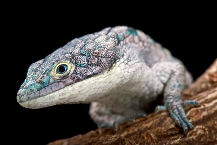 Framed Print : Arboreal alligator lizard (Abronia graminea)
