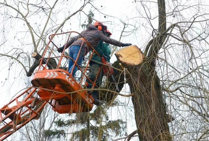 Framed Print : Arborists cut branches of a tree with chainsaw using truck-mounted lift. Kiev, Ukraine Framed Print : Arborists cut branches of a tree with chainsaw using truck-mounted lift. Kiev, Ukraine
